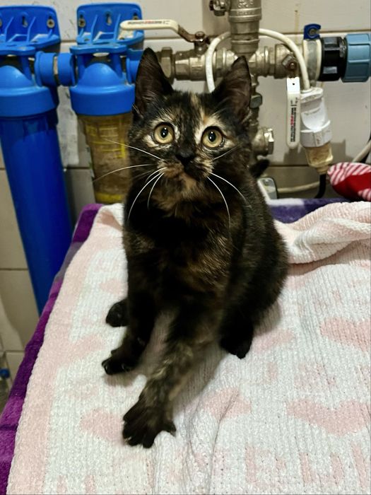 Котенок Моника 2 мес привита