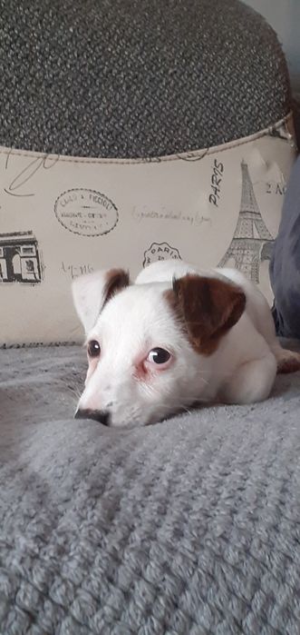 Jack Russell Terrier-suczka