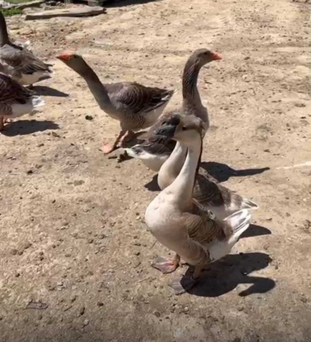 Patos e GANSOS Criados ao ar livre