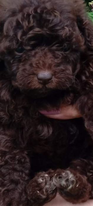 Щенки Шоколадный Пудель