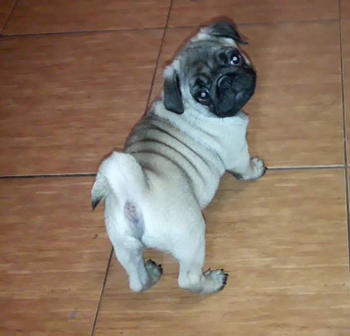 Красені мопсята шукають люблячу родину!