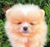 Piasek Pomeranian Szpic miniaturowy bardzo mały