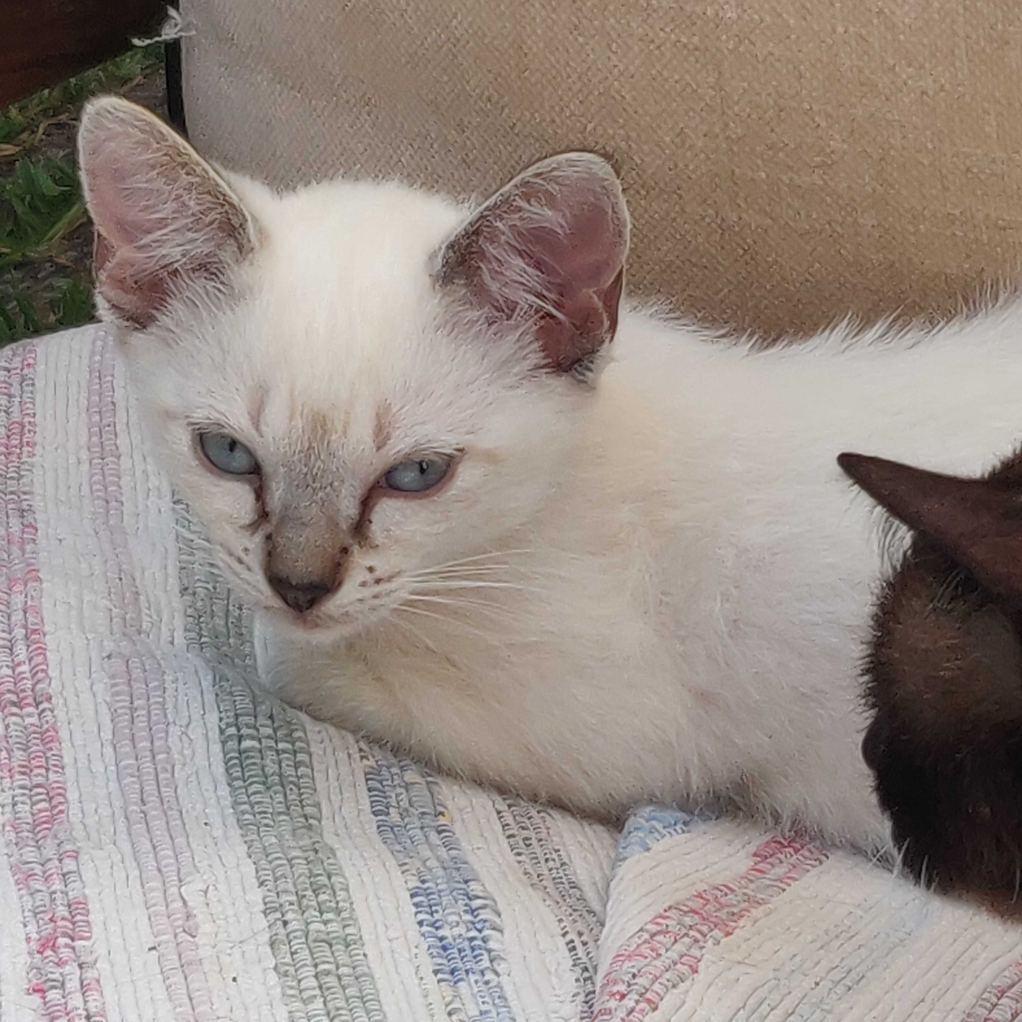 Gatinho para adoção