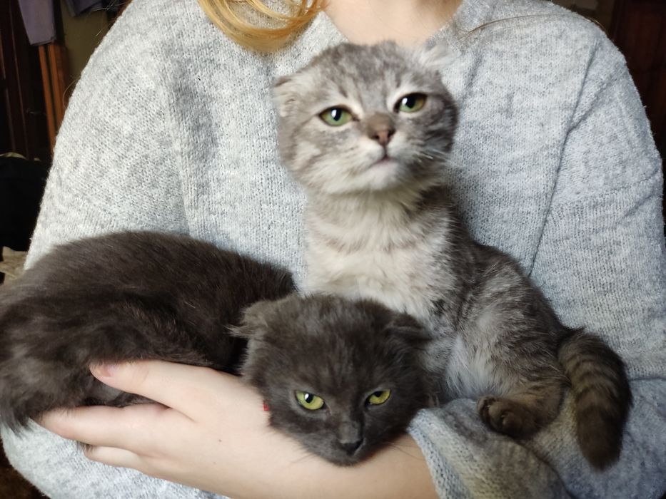 Шотландські висловухі котята