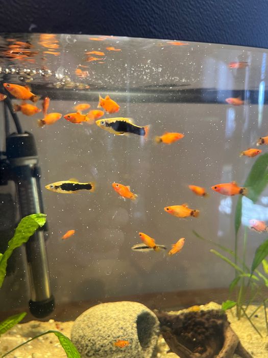 Platka Platynka Rybka akwariowa Młoda