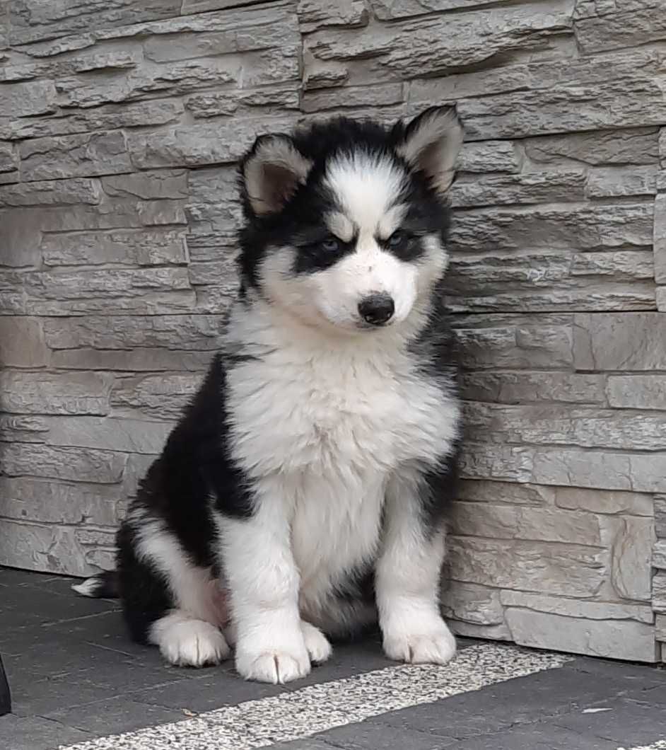 Siberian husky szczeniak