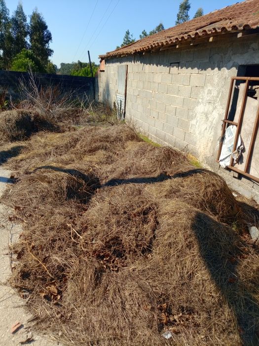 Palha agricultura