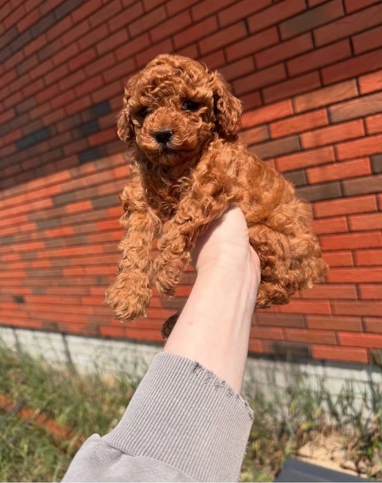 Хлопець той.   пудель