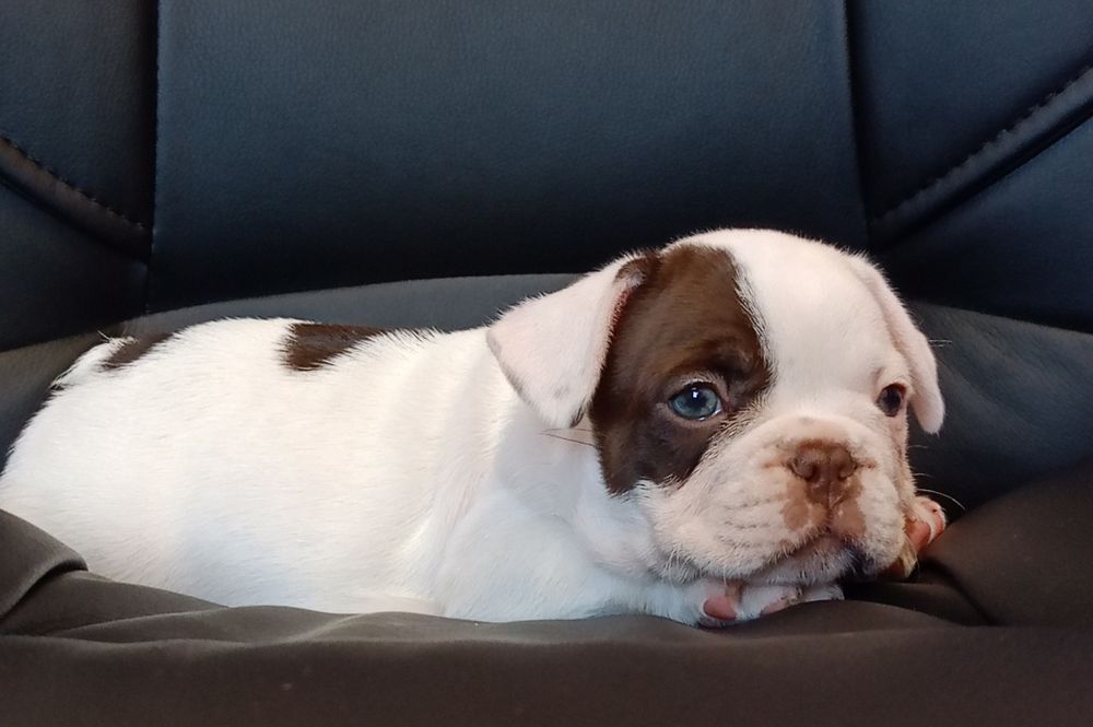 Малыши разных окрасов