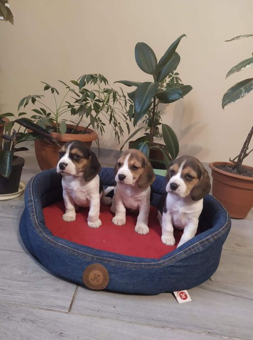 Piękne -szczenię Beagle