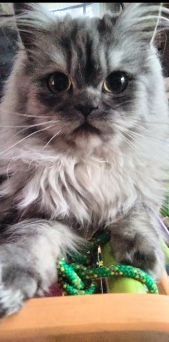 Шукаємо котика для в'язки