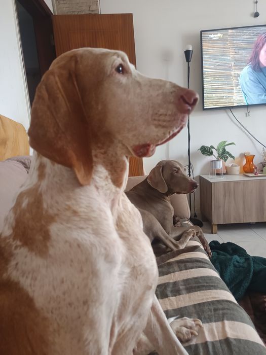 Pet sitting e Dog walking