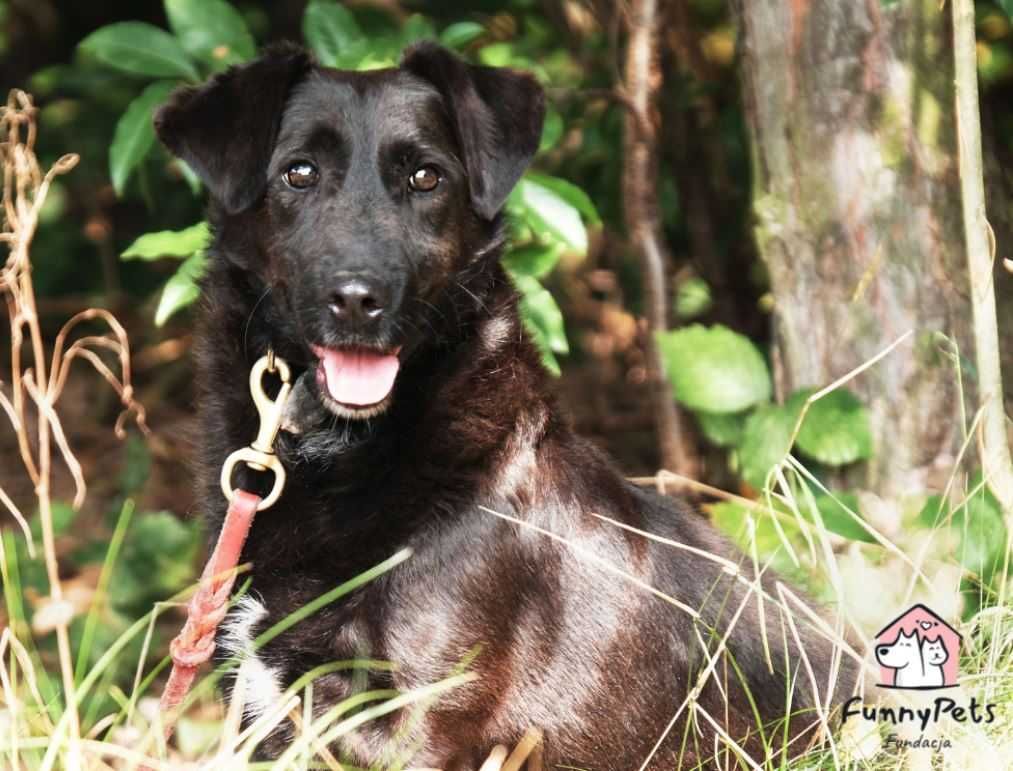 Ares - psiak o wielkim sercu poleca się do adopcji!!!