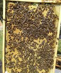 Бджолопакети, Пчелопакеты