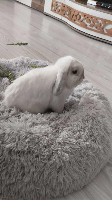 Mini lop z wyposażeniem