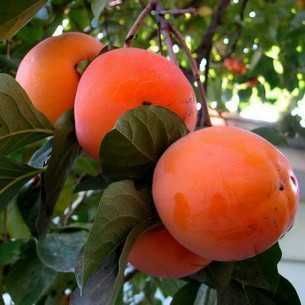 Саженцы экзотических растений (хурма, инжир, киви, гранат)