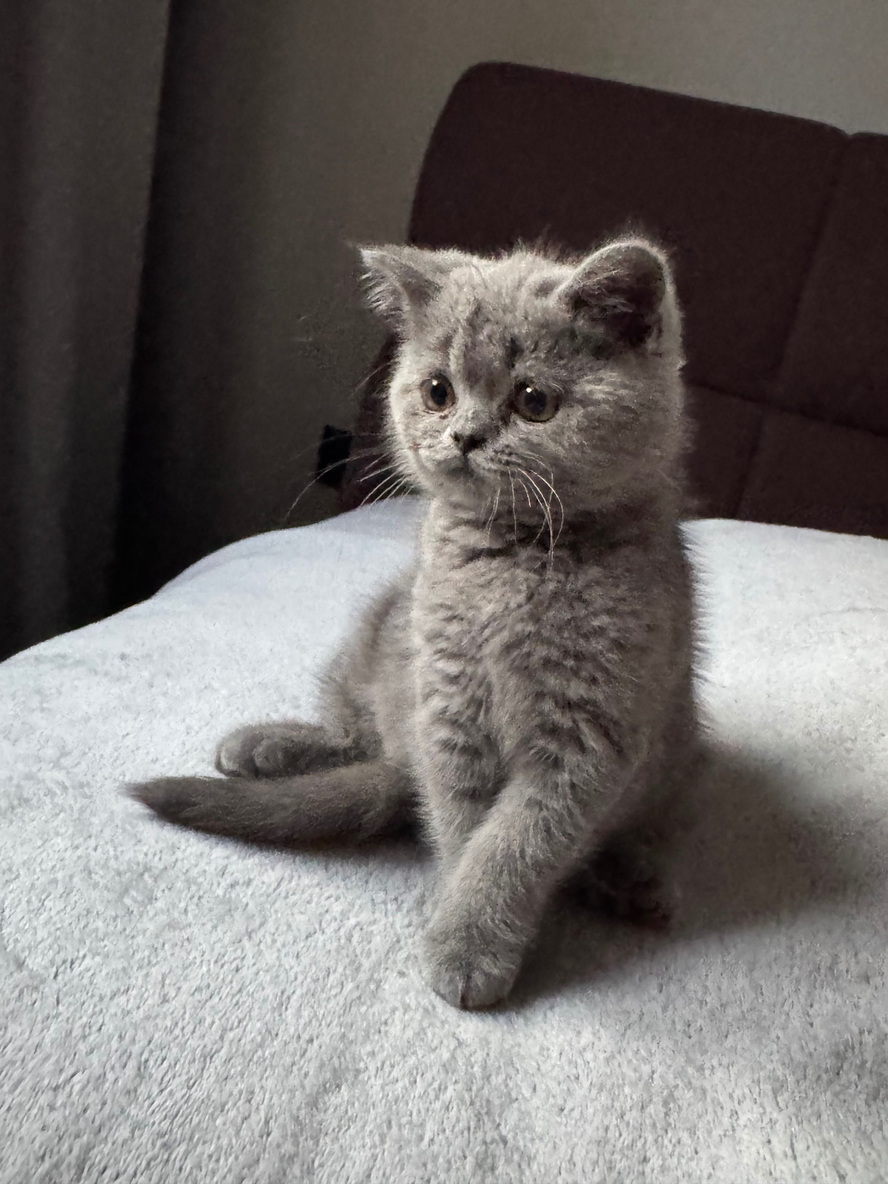 Gatinho Scottish Straight