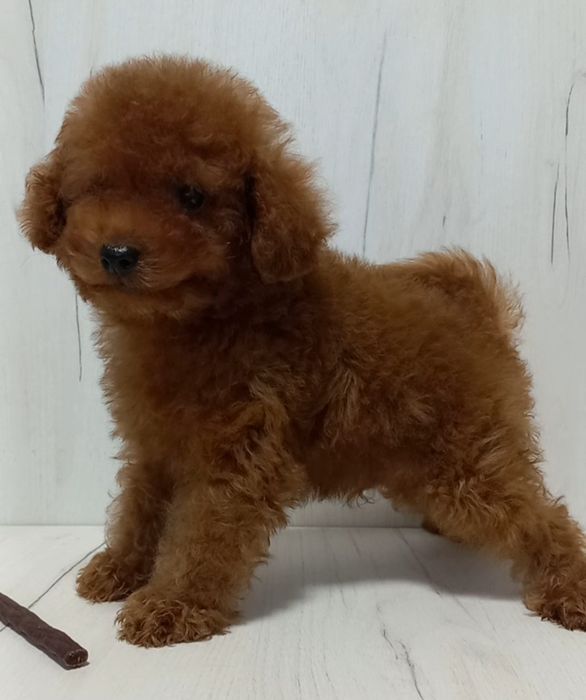 Кудряшки пуделяшки