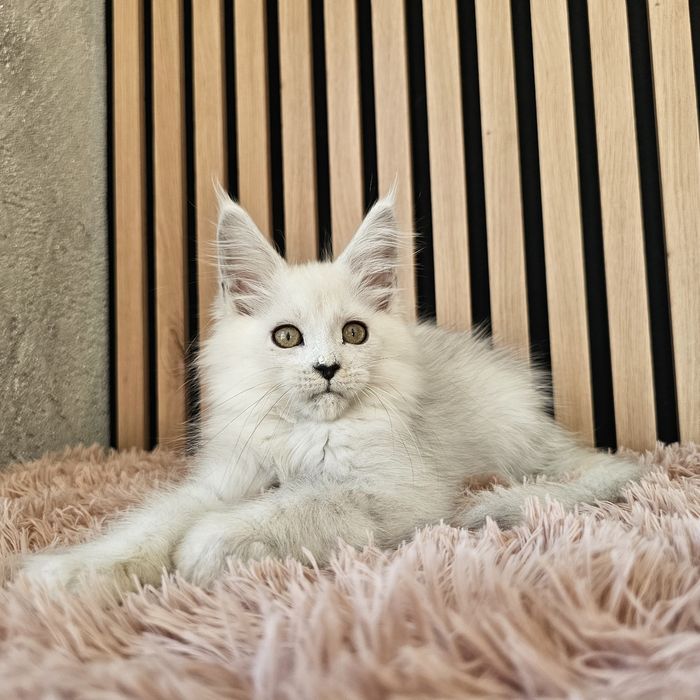 Kocurek  Maine coon rodowód fpl FIFe hodowlany do hodowli