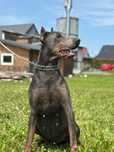 Lagodnyi doberman szuka kochającego domku