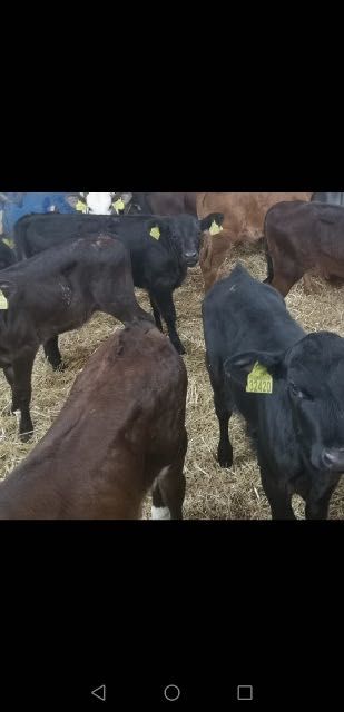 Cielaki mięsne byczki jałóweczki  Kopce Stare