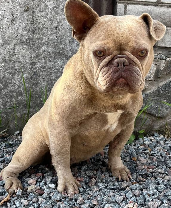 Дівчинка  шукає  нових або старих власників