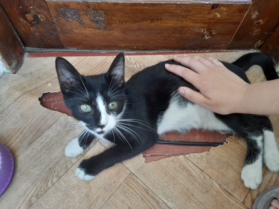 Класний кіт шукає дім