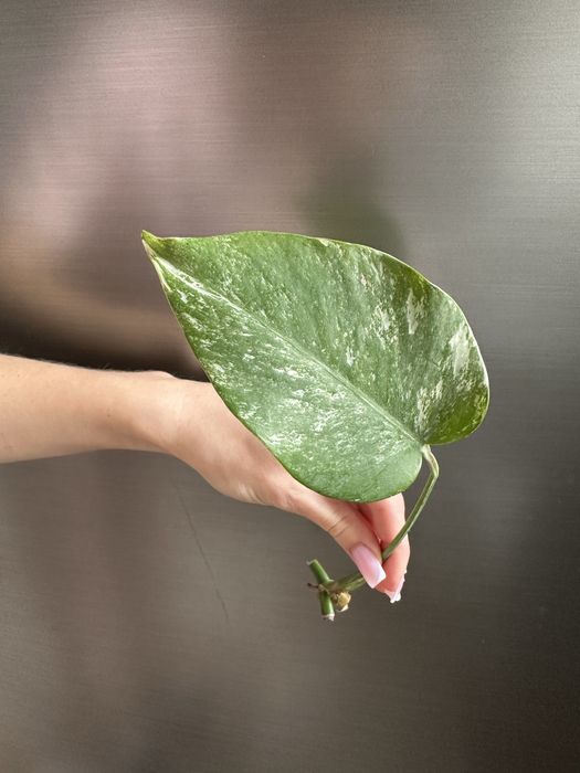 АКЦИЯ! Монстера Альба вариегата (Monstera Albo Variegata) - срезы