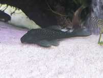 L128 Hypancistrus Sp Blue Phantom