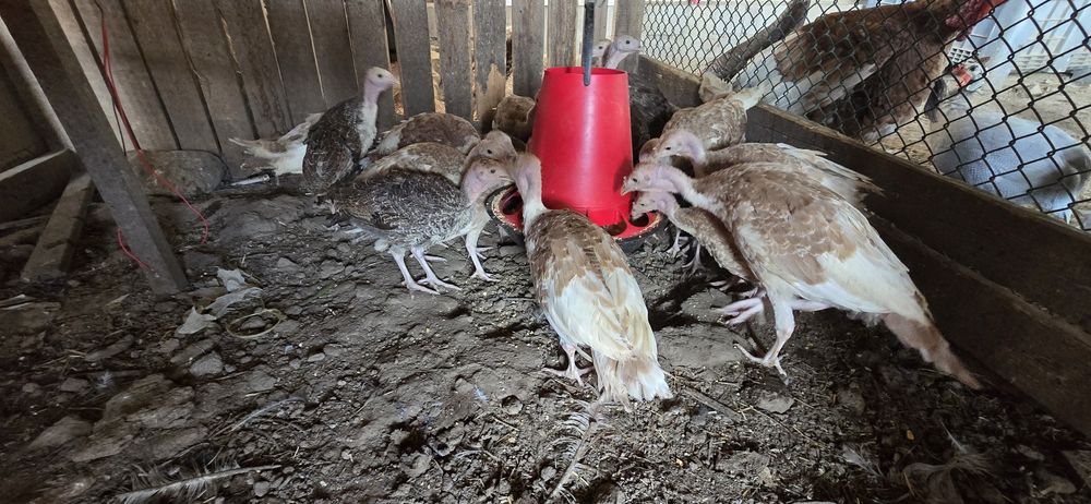 Perus e Sedosas do Japão