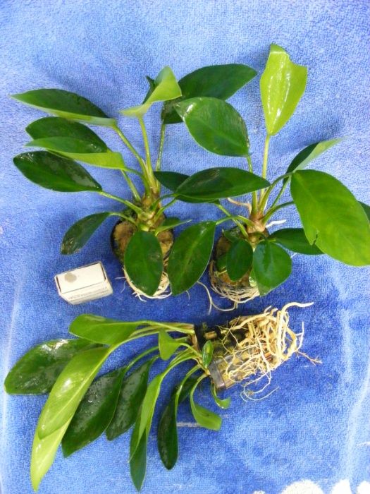 GB Anubias congensis 25cm roślina w koszyczku