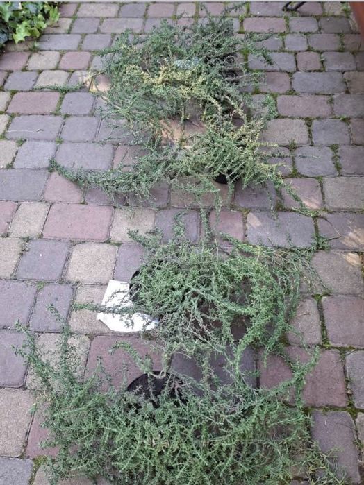 Астра верескова вулична