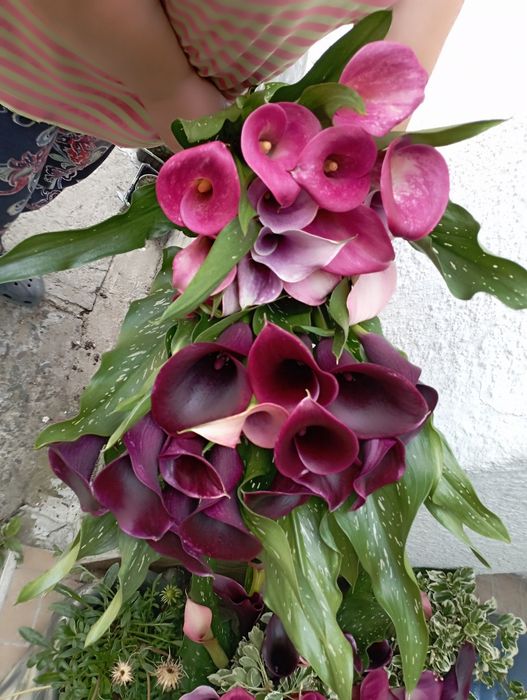 Кали затаденські, темно фіолетовий колір і сіренєвий