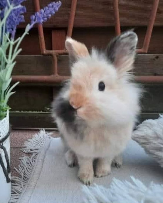 Oddam królika za darmo