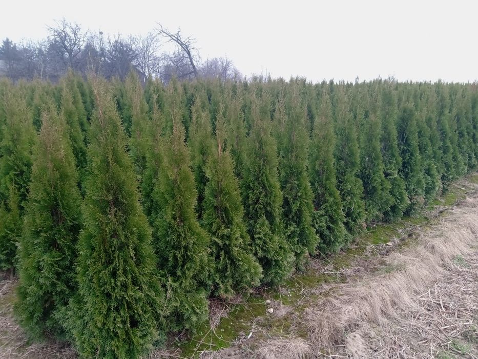 Tuja Szmaragd z gruntu 100-170cm Tuje Szkółka Niskie Ceny!