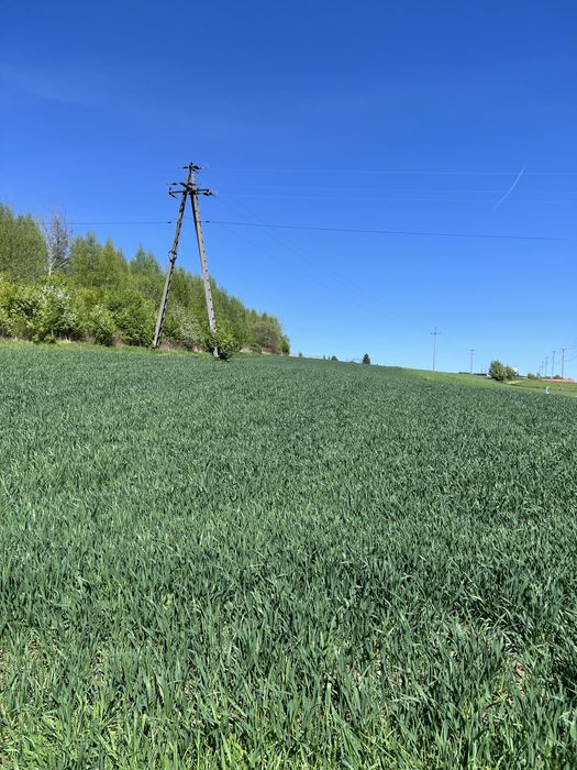 Pszenica Ozima SYMETRIA Zbiór 2025