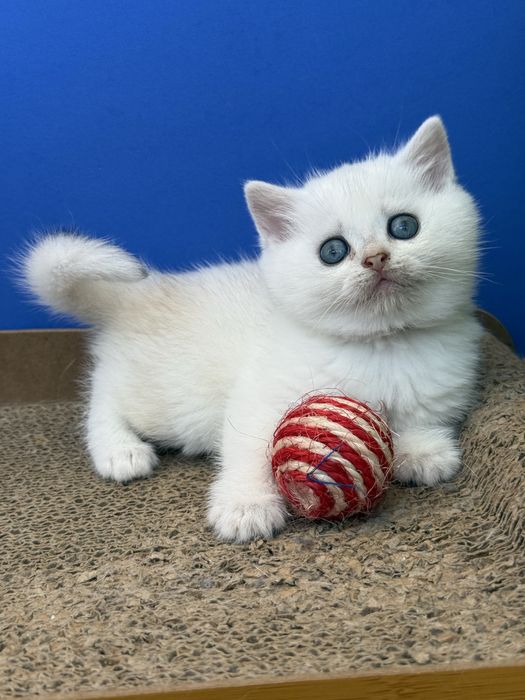 Macho scottish stright