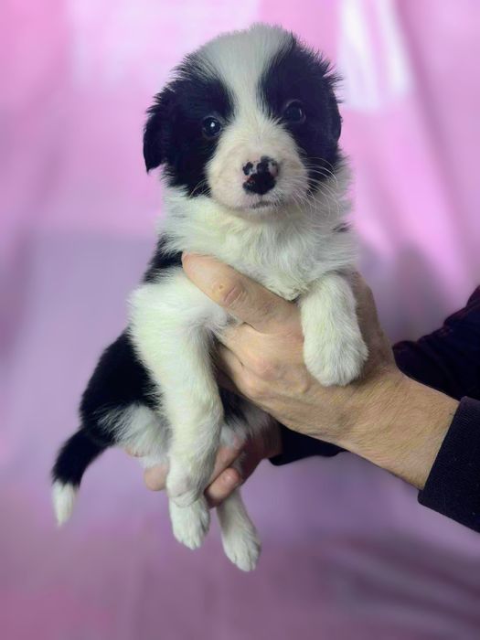 Border Collie suczka Mamba