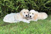 Golden Retriever ZKwP FCI Gotowe do odbioru