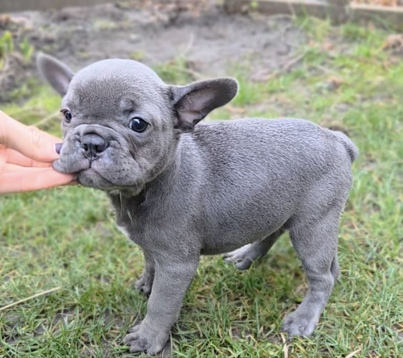 Люкс мини французик