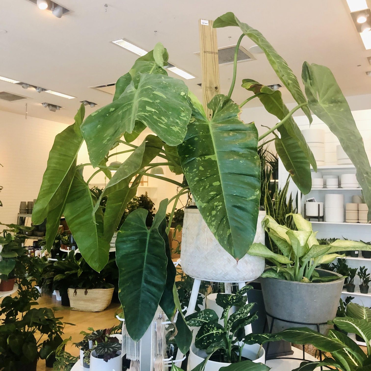 Філодендрон джосі буоно Philodendron Jose Buono