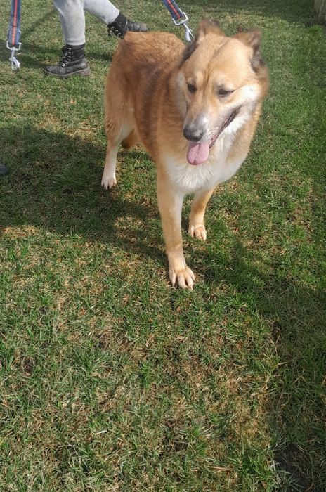 Mary sunia do adopcji