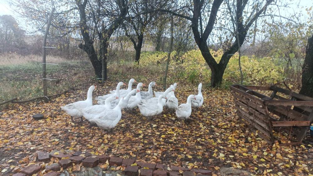Продам гусей домашніх