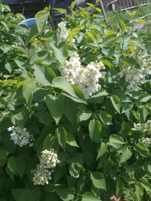 Саженцы, декоративные кусты