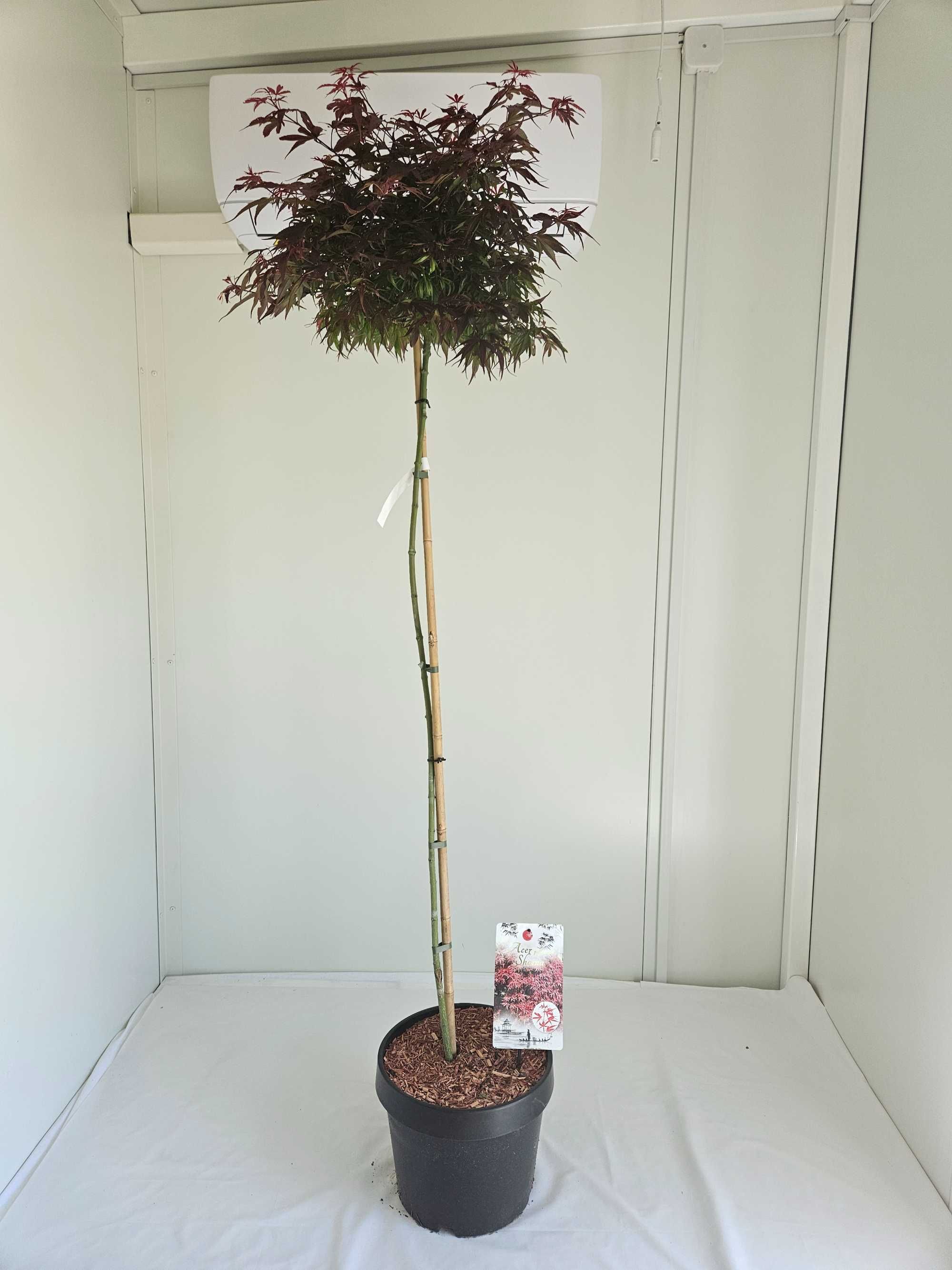Klon palmowy szczepiony Shaina na pniu – Acer palmatum 'Shaina'