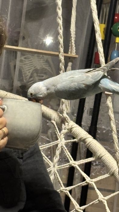 Papuga Aleksandretta recznie karmiona