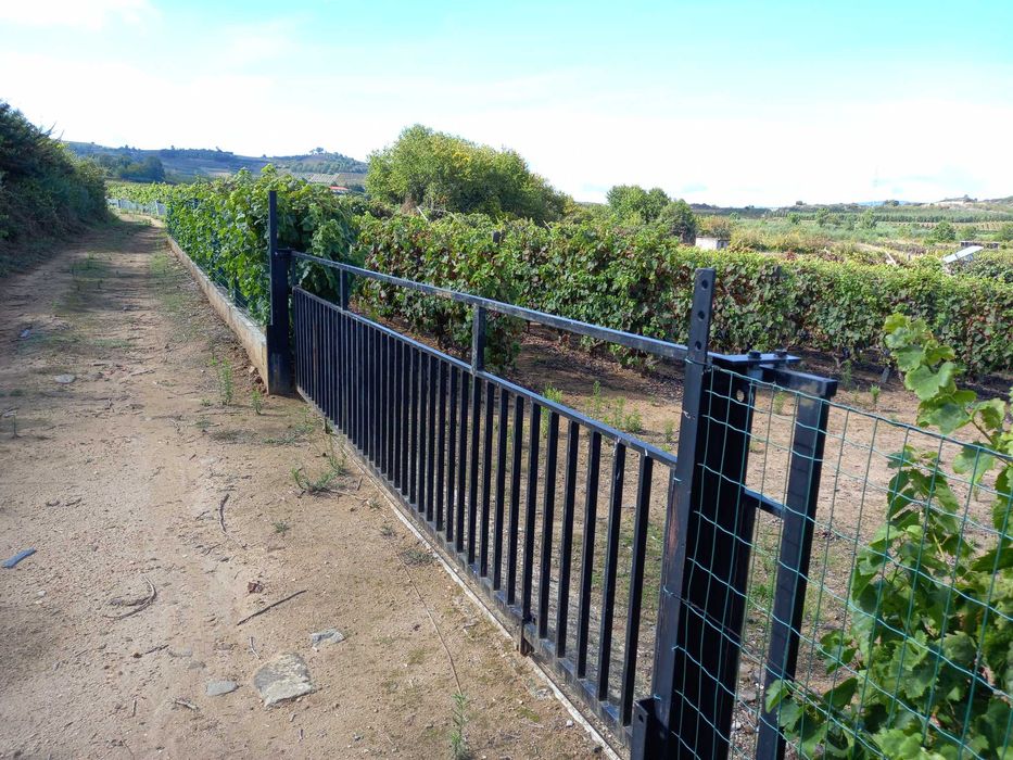 vinha com quase meio hectare