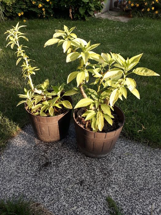 Datura biała, bieluń ,burgmansja, duże okazy