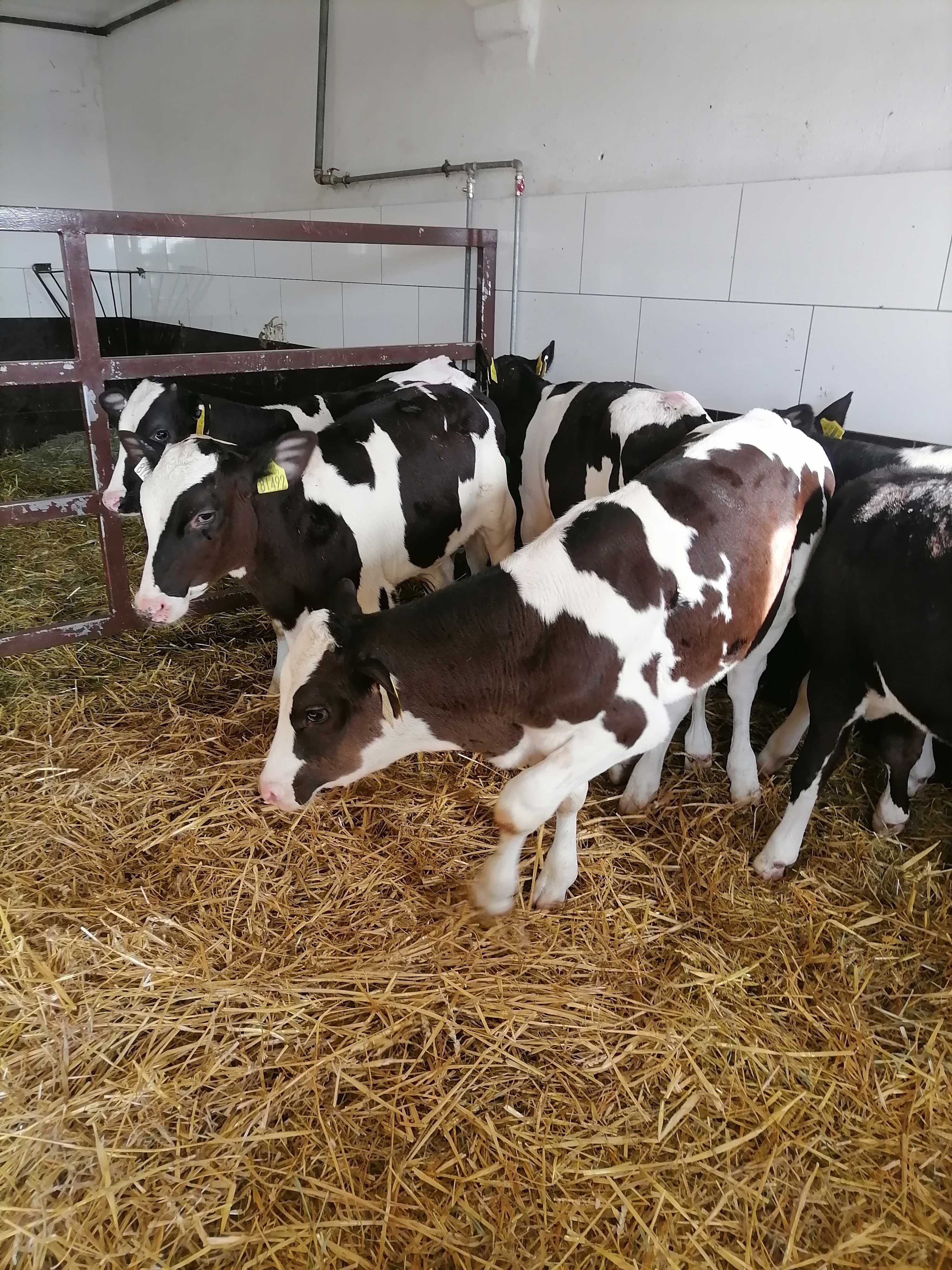 cielęta byczki opasy żarłaki  od 100kg