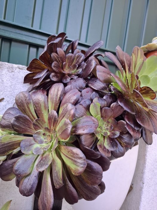 Plantas Suculentas raras de coleção